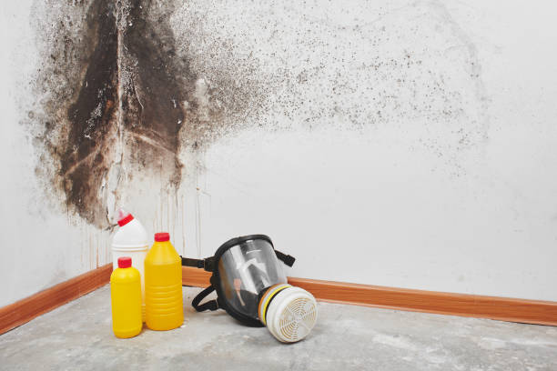 Mold Removal and Inspection in Rosita, TX