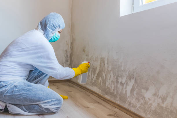 Mold Testing and Removal in Rosita, TX