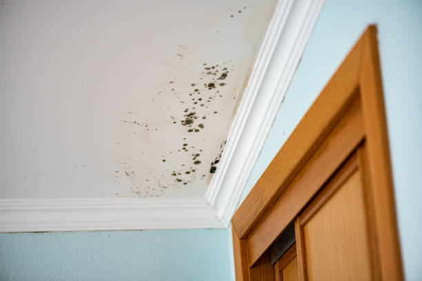 Best Certified Mold Removal  in Rosita, TX