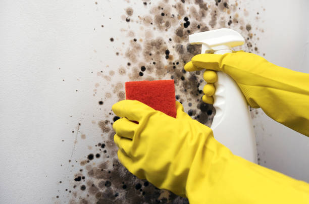 Best Mold Removal and Inspection  in Rosita, TX