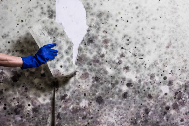 Best Home Mold Removal  in Rosita, TX