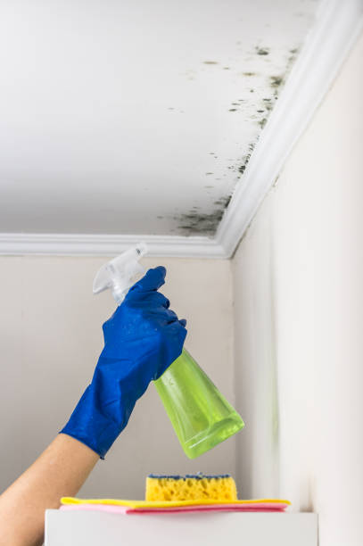 Best Professional Mold Removal  in Rosita, TX